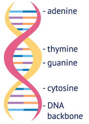 DNA의 이중 나선 구조